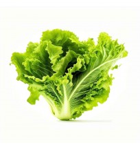 *Green Lettuce - (250gms, Satva Farm)